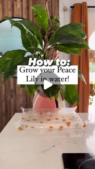 Turgor Pressure, Peace Lily In Water, Peace Lillies, Peace Lily Plant, Plants Diy, New Roots, Peace Lily, Diy Plants, The Roots