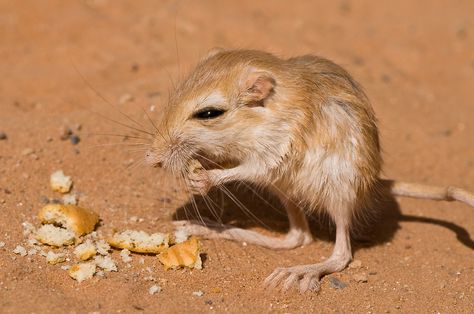 Kangaroo Rat, Orchid Mantis, Tasmanian Devil, Gerbil, Sugar Glider, Pretty Patterns, Chicken And Vegetables, Rodents, Cute Photos