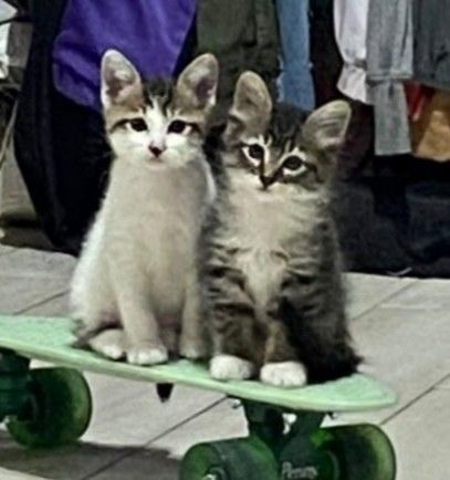 Cats skateboarding Penny kitty's cute kawaii Two Cats Selfie, Cat Riding Skateboard, Cats Skateboarding, Animals On Skateboards, Cat On A Skateboard, Cat Skateboarding, Cat On Skateboard, Skateboarding Cat, Cat Skateboard