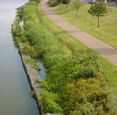 Architecture Sketchbook, Erosion Control, Water Projects, River Bank, Water Management, Rain Garden, Landscape Projects, Plant Design, Go Green