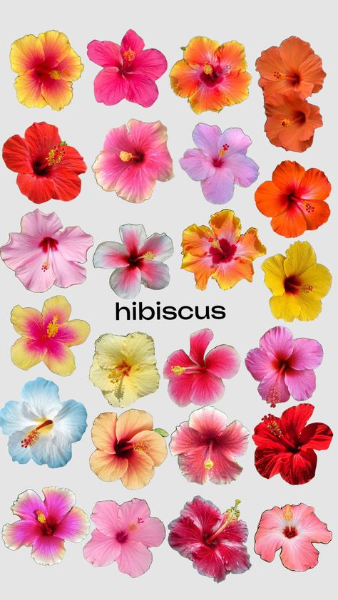 Pretty Hibiscus Flowers, Hibiscus Flower Reference, Hibiscus Flower Birthday Party, Bouquet Of Hibiscus Flowers, Hibiscus Flower Colors, Types Of Hibiscus Flower, Hibcubis Flower, Hibiscus White Background, Hibiscus Theme Party