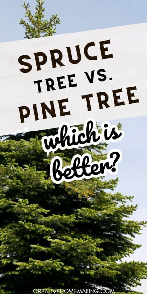 Looking for some inspiration for your next landscaping project? Check out our guide to spruce trees vs pine trees. Discover the unique features of these two popular tree options, including needle length, shape, and usage. Whether you're looking for a tree to add privacy to your yard or to enhance its beauty, this guide will help you choose the right one. Pine Tree Hedge, Grand Fir Tree, White Spruce Tree Landscaping, Planting Pine Trees, Pine Tree Privacy Wall, Black Hills Spruce Tree, Norway Spruce Tree Landscaping, Landscaping With Pine Trees, Pine Tree Landscaping Ideas