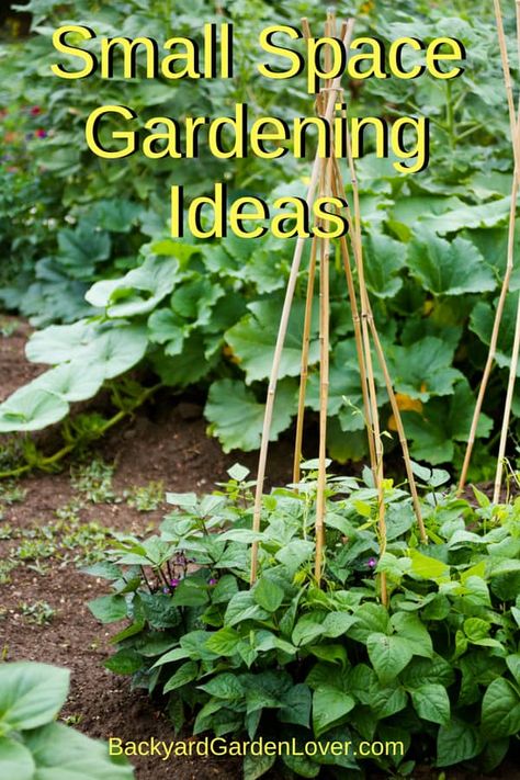 Looking for some small space gardening ideas? Here are tips for for growing vegetables, fruits and herbs even if all you have is an apartment balcony, a small patio, or a tiny backyard. Use the square foot method, plant in pots, and use food as landscaping. then enjoy fresh food from your own garden. Small Space Gardening Ideas, Tiny Backyard, Container Garden Design, Organic Vegetable Garden, Apartment Balcony, Organic Gardening Tips, Small Space Gardening, Apartment Garden, Organic Vegetables