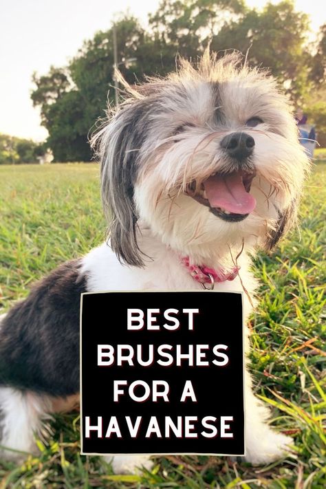 Havanese Full Grown, Havanese Haircuts, Havanese Grooming, Dog Grooming Tips, Havanese Puppies, Havanese Dogs, Best Brushes, Grooming Tips, Dog Hair