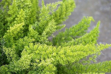 10 Kill-Proof Plants That Absorb Radiation (+ Tips for Growing) - Beat EMF Asparagus Meyeri, Foxtail Fern, Growing Asparagus, Types Of Ferns, Small Indoor Plants, Asparagus Fern, Fern Plant, Fast Growing Plants, Ornamental Plants