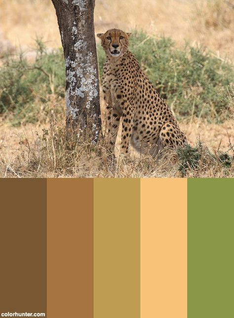 Cheetah Posing Color Scheme from colorhunter.com Cheetah Color Palette, Safari Colour Palette, Persian Cheetah, Safari Color Palette, Yarn Palette, Cheetah Photos, Cheetah Cub, Baby Cheetah, Lodge Design