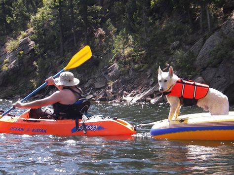 If there isn't enough room in your kayak, pull your dog in raft Gabe The Dog, Kayaking With Dogs, Kayaking Tips, Bus Living, Kayaking Gear, Kayak Camping, Kayak Accessories, Kayak Adventures, Camping Destinations