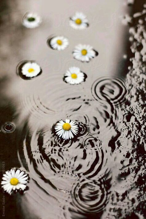 Daisy love...... Iphone Backgrounds Tumblr, Sunflowers And Daisies, Daisy Love, Sunflower Wallpaper, Love Funny, 背景 シンプル, Flower Phone Wallpaper, Beautiful Nature Wallpaper, Photography Wallpaper