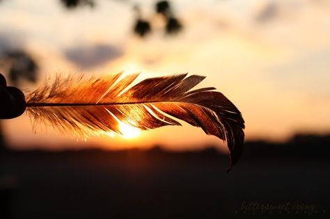 Pretty feather! Image Film, Reasons To Smile, Facebook Cover Photos, Facebook Cover, Beautiful Photography, Sunrise Sunset, Pretty Pictures, Cover Photos, Picture Perfect