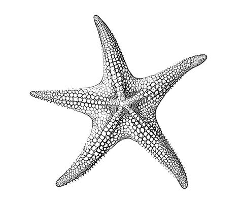 Sea Star Painting, Seastar Drawing, Star Fish Drawings, Sea Star Drawing, Seastar Tattoo, Sea Star Tattoo, Starfish Sketch, Marine Drawing, Starfish Illustration