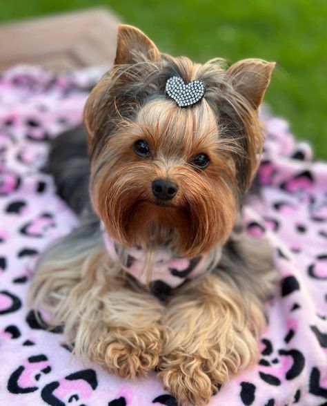 Yorkie Haircut, Yorkshire Terrier Grooming, Yorkie Cuts, Toy Yorkie, Yorkie Hairstyles, Yorkshire Puppies, Yorkie Haircuts, Biewer Yorkie, Yorkshire Terrier Haircut