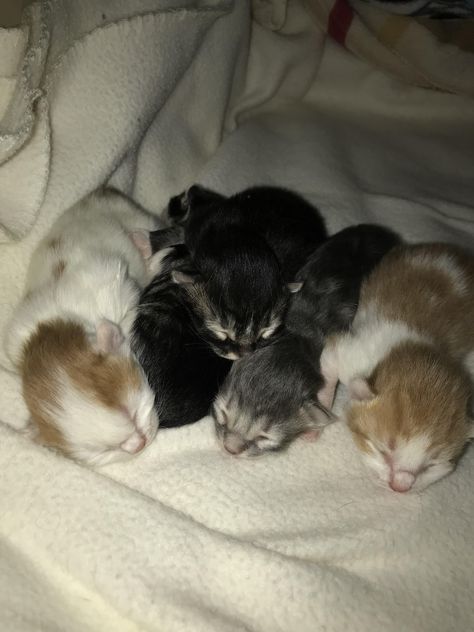 These little guys were born five days ago. Newborn Kittens, Baby Kittens, Cat Stuff, Kitten Cat, Silly Cats, Future Life, Cat Day, Cute Things, Pets Cats