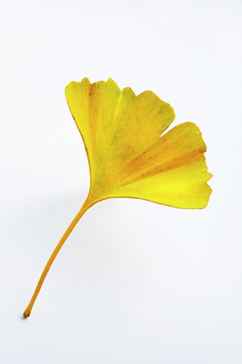 Ginkgo Leaves, Pen Art Drawings, Paper Plants, Fern Plant, Science Photos, Ginkgo Biloba, Ginkgo Leaf, Yellow Art, Fruit Plants