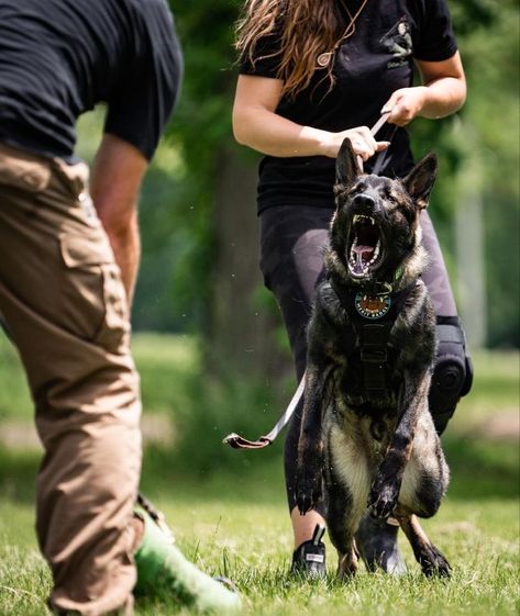 Fit German Shepherd, Working German Shepherd, Dog Trainer Aesthetic, Igp Dog, Baby German Shepherds, Personal Protection Dog, K9 Officer, German Sheperd Dogs, Fit Dogs