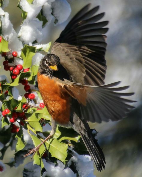 American Robin Photography, American Robin Bird, California Birds, American Holly, Fake Skin Tattoo, Robin Photography, Female Robin, Robin Tattoo, Month Animals