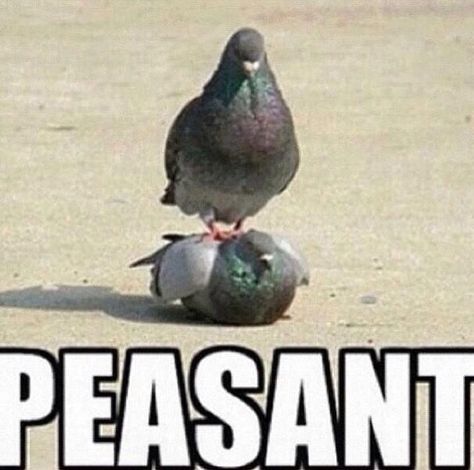 This would be even better if it was spelled "pheasant" Pheasant, Birds