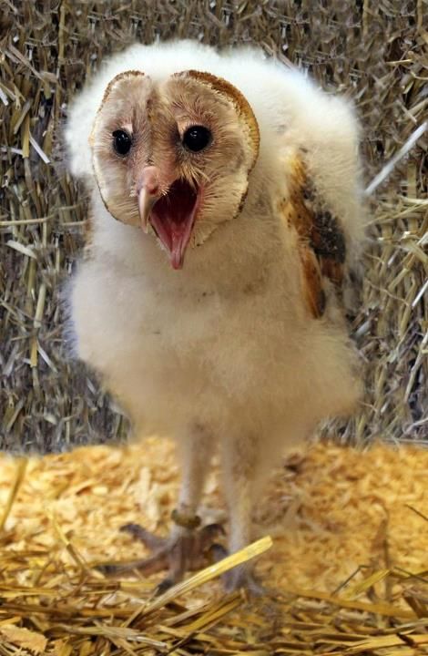 Jasper the Baby Barn Owl Baby Barn Owl, Barn Owls, Magical Nature, Baby Barn, World Birds, Nature Tour, Owl Pet, Hoot Owl, Owl Pictures