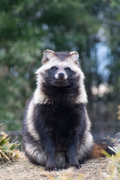 Raccoon Dog Tanuki, Tanooki Animal, Takin Animal, Tanuki Oc, Tanuki Art, Japanese Raccoon Dog, Aggressive Animals, Cut Animals, Raccoon Dog