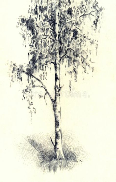 Tree Sketch, Living Room Vintage, Images D'art, Picture Poster, Tree Sketches, Landscape Sketch, Vintage Tree, Mobile Web, Tree Drawing