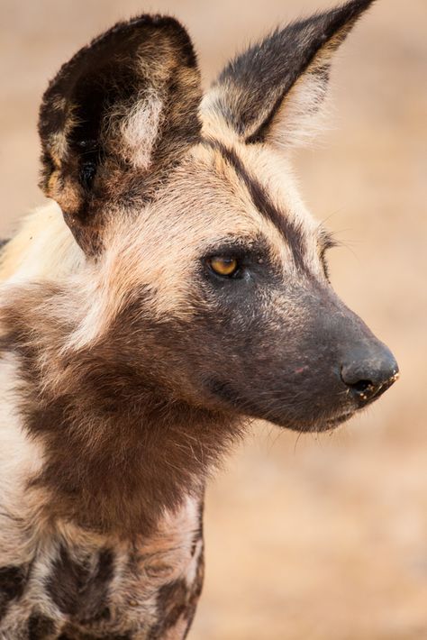 Wild Dog Photography, Wild Dogs African, African Wild Dog Photography, African Wild Dog Sketch, African Wild Dog Aesthetic, African Wild Dog Tattoo, African Wild Dog Drawing, Wildlife Photography National Geographic, Dog Laughing