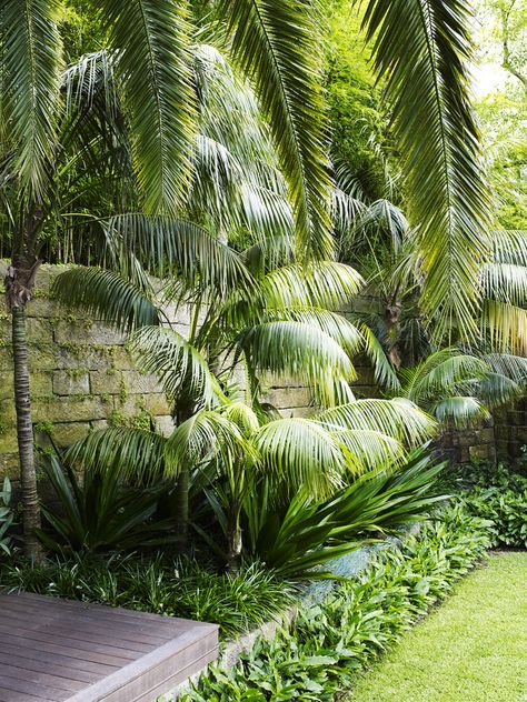 Bougainvillea Trellis, Subtropical Garden, Bali Garden, Balinese Garden, Tropical Garden Design, Tropical Backyard, Tropical Landscape, Tropical Gardens, Contemporary Garden