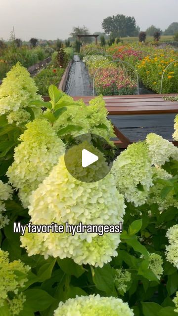 Lori Bochner on Instagram: "Can we talk about hydrangeas for a sec?  We have 3 different varieties of hydrangeas here on our flower farm and I love them all! 💚

Next to our cut flower field and our Studio, we have 10 Limelight hydrangeas.  They like sun or part sun and they grow 6-8 foot tall. 👏

Next to our house near the chicken coop we have  6 Little Lime hydrangeas.  They grow to about 3-5’ tall.  Also full or part sun. 👏

In front of the Willow Cottage gardens we have 17 Fire Light Tidbit hydrangeas.  They are adorable and just grow 2-3’ tall.  I wanted a shorter variety so it didn’t block the view of the garden from our driveway lane.  They also do well in full sun. 👏

These are all panicle varieties from @provenwinners and they all fit perfectly in our gardens.  Panicle hydrange Little Lime Hydrangea, Limelight Hydrangeas, Panicle Hydrangea, Hydrangea Bloom, Limelight Hydrangea, Midwest Living, Can We Talk, Cottage Gardens, Cut Flower Garden