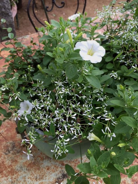 whtie garden - petunia, euphorbia ‘Diamond Frost’ and Muehlenbeckia axillaris. Muehlenbeckia Axillaris, Kendra Wilson, White Garden Ideas, Moon Gardens, Diamond Frost, White Gravel, Petersham Nurseries, Indoor Vegetables, Container Planting