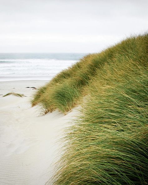 Beach Vegetation, Beach Grass, Wild Grass, Sea Art, Gcse Art, Swansea, Stock Photography Free, Environment Design, Green Grass