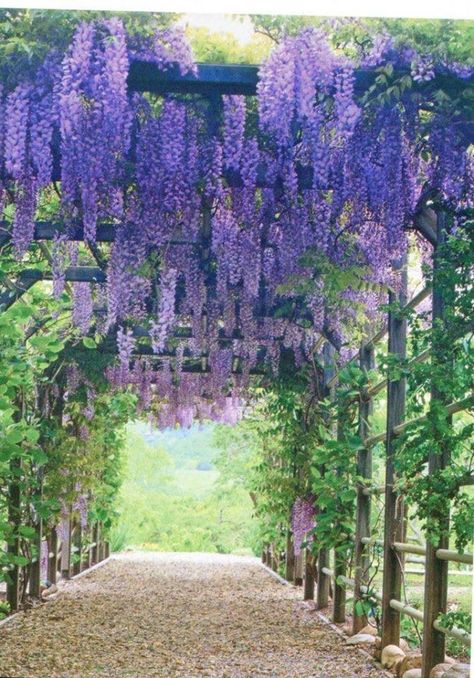 Hanging Purple Flowers, Border Garden Ideas, Wisteria Arbor, Plantarea Legumelor, Wisteria Pergola, Wisteria Sinensis, Border Garden, Rainbow Waterfall, Rustic Pergola