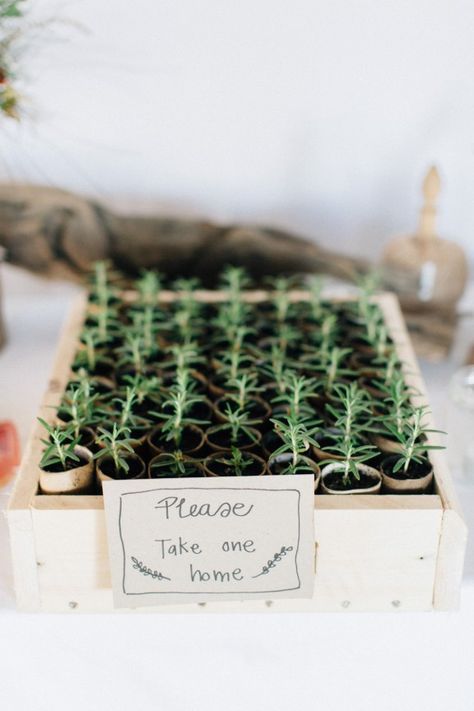 Wedding Favours Plants, Eco Friendly Wedding Table Setting, Plant Party Favors Wedding, Herb Wedding Favors, Plant Lovers Wedding, Herb Wedding Decor, Plant Lover Wedding, Plant Wedding Favours, Diy Wedding Thank You Gifts