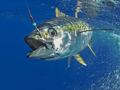 Bluefin Tuna, Big Game Fishing, Yellowfin Tuna, Fish Artwork, Tsukiji, Forever Aloe, Offshore Fishing, Ocean Fishing, Types Of Fish