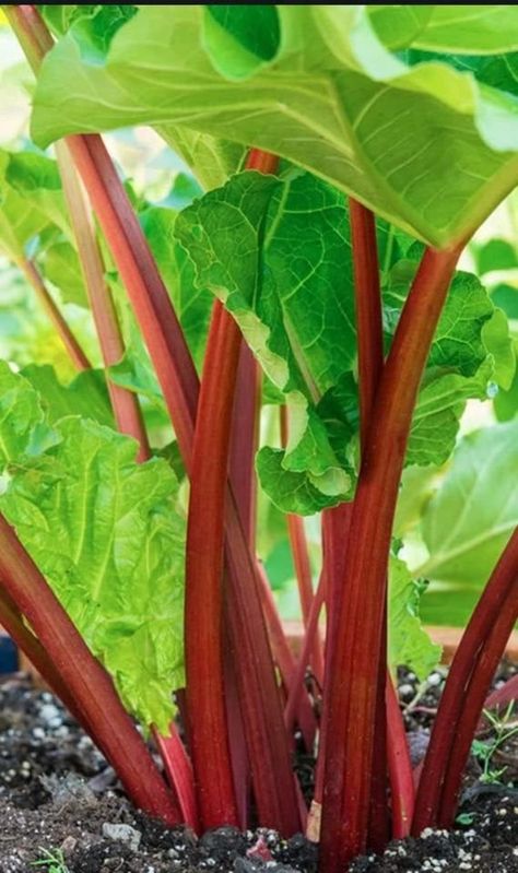 Very easy to grow. Wonderful product and both bare roots live! Highly recommend this seller! February 1st, Root Vegetables, Super Healthy, Apple Tree, Rhubarb, Herb Garden, Lawn Garden, Fruits And Vegetables, Planting