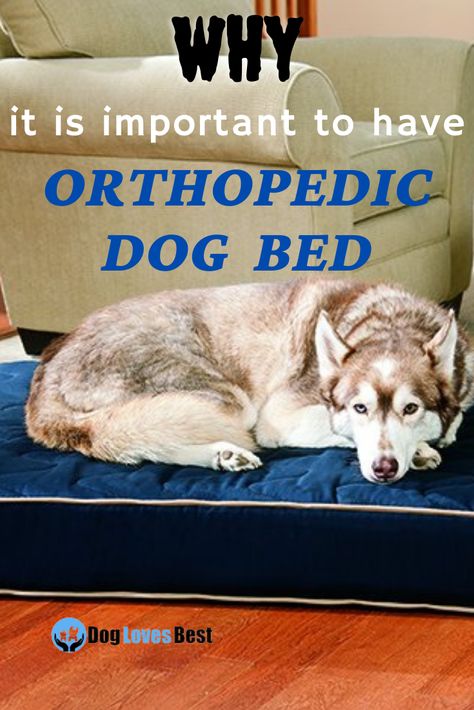 Orthopedic dog beds provide extra support to a dog's bones and joints, especially the hips and elbows. Check out this blog on orthopedic dog beds where you will find many options to buy according to their price, quality, and color. Tap on the Pin 📌 Waterproof Dog Bed, Fur Mom, Orthopedic Dog Bed, Loyal Dogs, Indianapolis 500, Sleep Pattern, Healthy Sleep, Dog Beds, Cool Beds