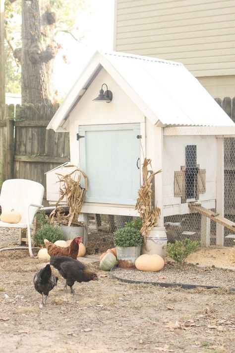 chicken coop fall Chicken Coop Aesthetic, Chook Pen, Backyard Homestead, Small Chicken Coops, Easy Chicken Coop, Tin Buckets, Simple Decorations, White Mums, Blue Chicken