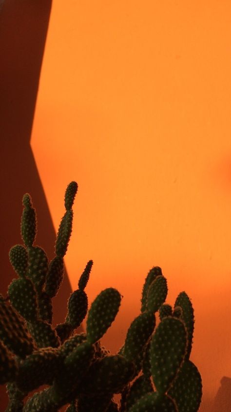 cactus wallpaper 🧡 Cactus Wallpaper Iphone, Southwest Wallpaper, Neon Desert, Wallpaper Cactus, Cactus Aesthetic, Earth Tone Aesthetic, Cactus Background, Painting Backgrounds, Cactus Wallpaper