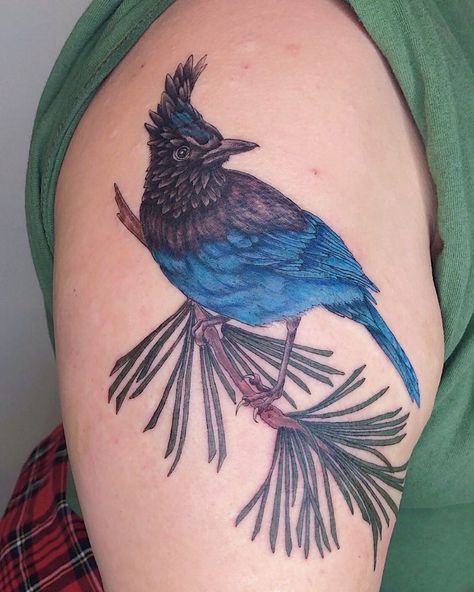 Steller Jay Tattoo, Stellers Jay Tattoo, Stellars Jay Tattoo, Stellar Jay Tattoo, Stellars Jay, Steller Jay, Stellers Jay, Stellar Jay, Jay Tattoo