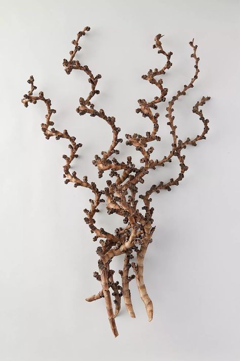 Twisted Ladder Branch | Anthropologie Branch Floral Arrangements, Wall Frame Decor, Mountain Spa, Dried Tree Branches, Rabbit Foot Fern, Branch Furniture, Carolina Dress, Fall Market, Grass Wreath