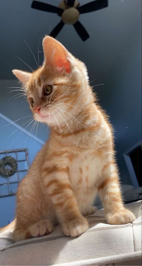 Yellow Kittens, Orange Cats, Cute Cats Photos, Yellow Cat, Kittens And Puppies, Ginger Cats, Cat Aesthetic, Cute Animal Photos