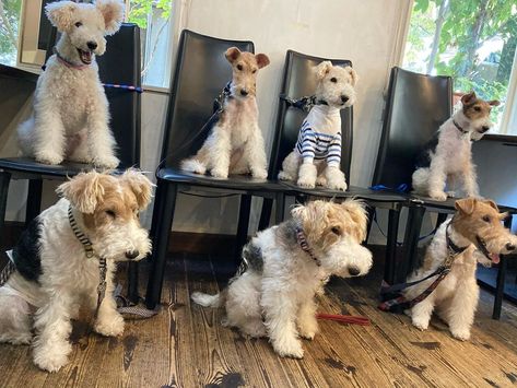 Wired Haired Fox Terrier, Wire Terrier Dogs, Wire Fox Terriers, Wired Fox Terrier, Wire Haired Fox Terrier, Wire Fox Terrier Puppies, Fox Terrier Puppy, Wire Haired Terrier, Wirehaired Fox Terrier