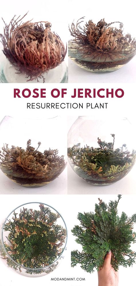 The False Rose of Jericho is a fascinating desert plant that can survive extreme drought and requires minimal care. It can go without water for years and then come back to life! Rose Of Jericho Plant, Mint Plant Care, Indoor Roses, Jericho Rose, Resurrection Plant, Rose Of Jericho, Dinosaur Plant, Desert Rose Plant, Mint Plants