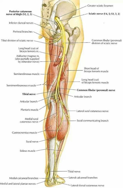 Sciatic nerve Nerves In Leg, Femoral Nerve, Nerve Anatomy, Reflux Diet, Chronic Lower Back Pain, Spinal Nerve, Human Body Anatomy, Nerve Pain Relief, Muscle Anatomy