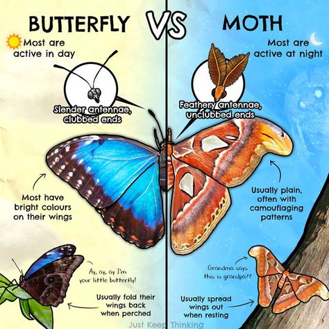 Butterfly Vs Moth, Zoologist Career, Zoology Student, Zoology Career, Moth Facts, Animal Infographic, Nature School, Biology Notes, Animal Study