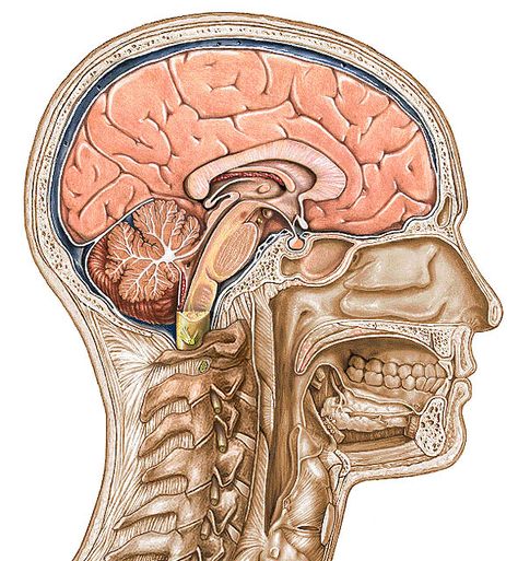 Human Brain Anatomy Medical, Brain Anatomy Art, Human Brain Anatomy, Anatomical Brain, Medical Drawings, Medicine Notes, Medical School Life, Brain Anatomy, Brain Art