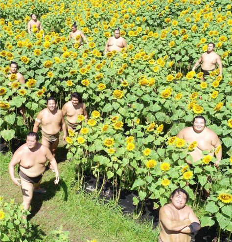 Field Art, Sumo Wrestler, Sunflower Photo, Sunflower Field, Wheat Fields, Sunflower Fields, Cover Pics, Minneapolis, Make You Smile