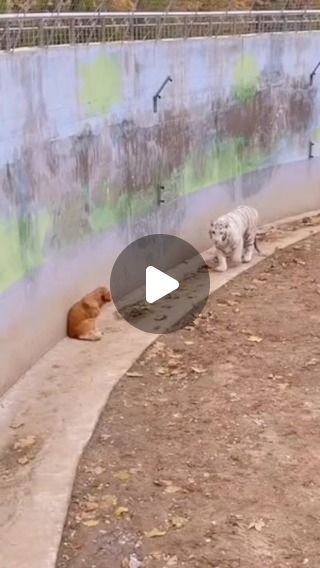 Unusual Animal Friendships, Cute Animals Puppies, Animals Friendship, Reels Instagram, Popular Dog, Animal Stories, Animal Companions, Cute Cats And Dogs, Animals Of The World