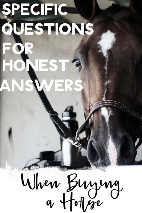 Buying A Horse, Horse Ownership, Horse Behavior, Buy A Horse, Horse Information, Horse Shop, Horse Therapy, Equestrian Lifestyle, Behaviour Chart