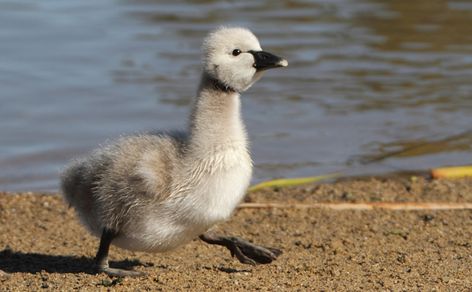 8 baby animals that don't look like their parents | MNN - Mother Nature Network Swan Pictures, Baby Swan, Harp Seal, Seal Pup, Wild Baby, Ugly Duckling, Incredible Creatures, Baby Chicks, Endangered Species