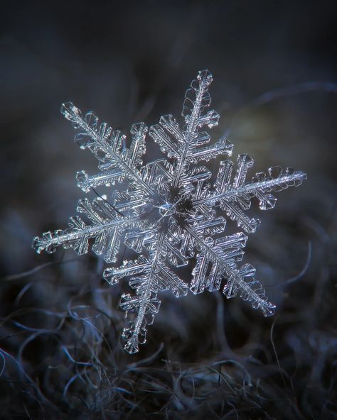 Real snowflake: complex stellar dendrite from January 2019. A single, intricate snowflake with symmetrical, geometric patterns is delicately captured against a dark, blurred background. The crystal structure is highlighted, showcasing its fine details and translucent quality. This snow crystal was captured with compact camera Canon Powershot A650is + additional lens Helios 44, reversely mounted in front of camera optics. Detailed description of my macro technique available - link in profile... Snowflake Real Macro Photography, Drawn Mask, Real Snowflakes, Intricate Snowflake, Snowflakes Real, Snow Crystal, Casa Batlló, Crystal Structure, Camera Canon