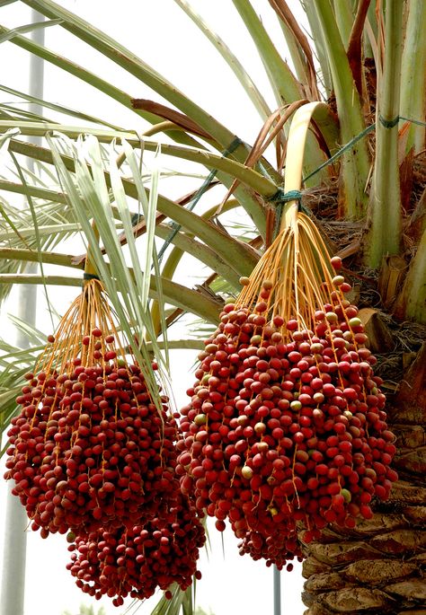 Como Plantar Pitaya, Date Palm Tree, Date Plant, Dates Tree, Palm Fruit, Tree Seedlings, Date Palm, Seed Pod, Genesis 1