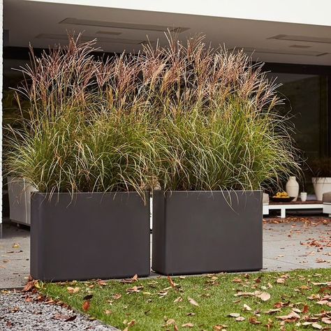 Karl Forester, Miscanthus Sinensis, Trough Planter, Privacy Plants, Trough Planters, Garden Privacy, Balcony Plants, Outdoor Gardens Design, Rooftop Garden